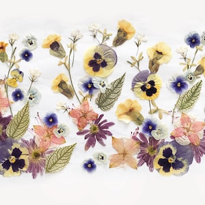 Plus de 50 fleurs mélangées pressées - Fleurs comestibles pour décorations de gâteaux, travaux manuels, arts floraux - DF 049-10