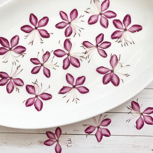 15/30 peças de flores de borboleta rosa escuro prensadas Stratosphere - para resina, arte com flores prensadas - material faça você mesmo para sua criatividade - DF 107