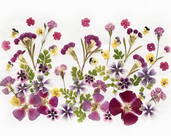 50+ Pcs Edible Pressed Flowers and Leaves Mix, Organic Garden Grown, Cake Decorating Crafts (DF51-3)