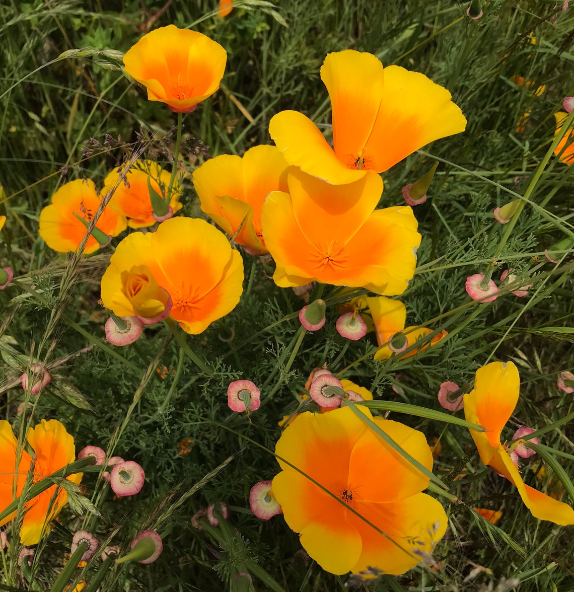 California Poppy Flower Seeds Golden Poppy California Etsy