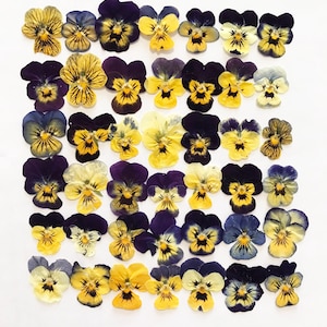 25/50/100 Pcs Pressed Mixed Pansies - Small sizes (1/2“-3/4”) - Cocktail, Cake Decorations - Resin, Jewelry or Crafts - DF 021SSS