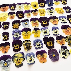 May include: A collection of dried pansies in various colors, including purple, yellow, orange, and blue. The pansies are arranged in rows on a white background.