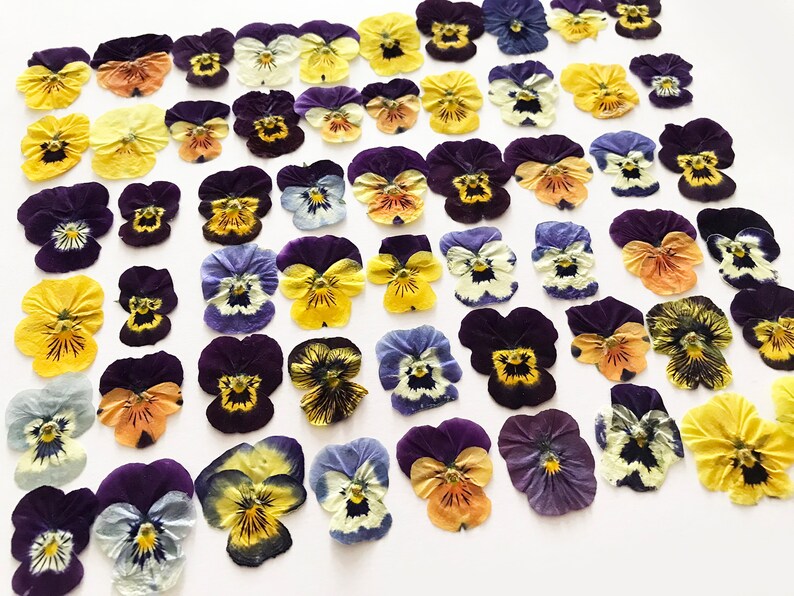 May include: A collection of dried pansies in various colors, including purple, yellow, orange, and blue. The pansies are arranged in rows on a white background.