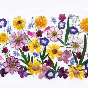 Edible Pressed Flowers for Decoration