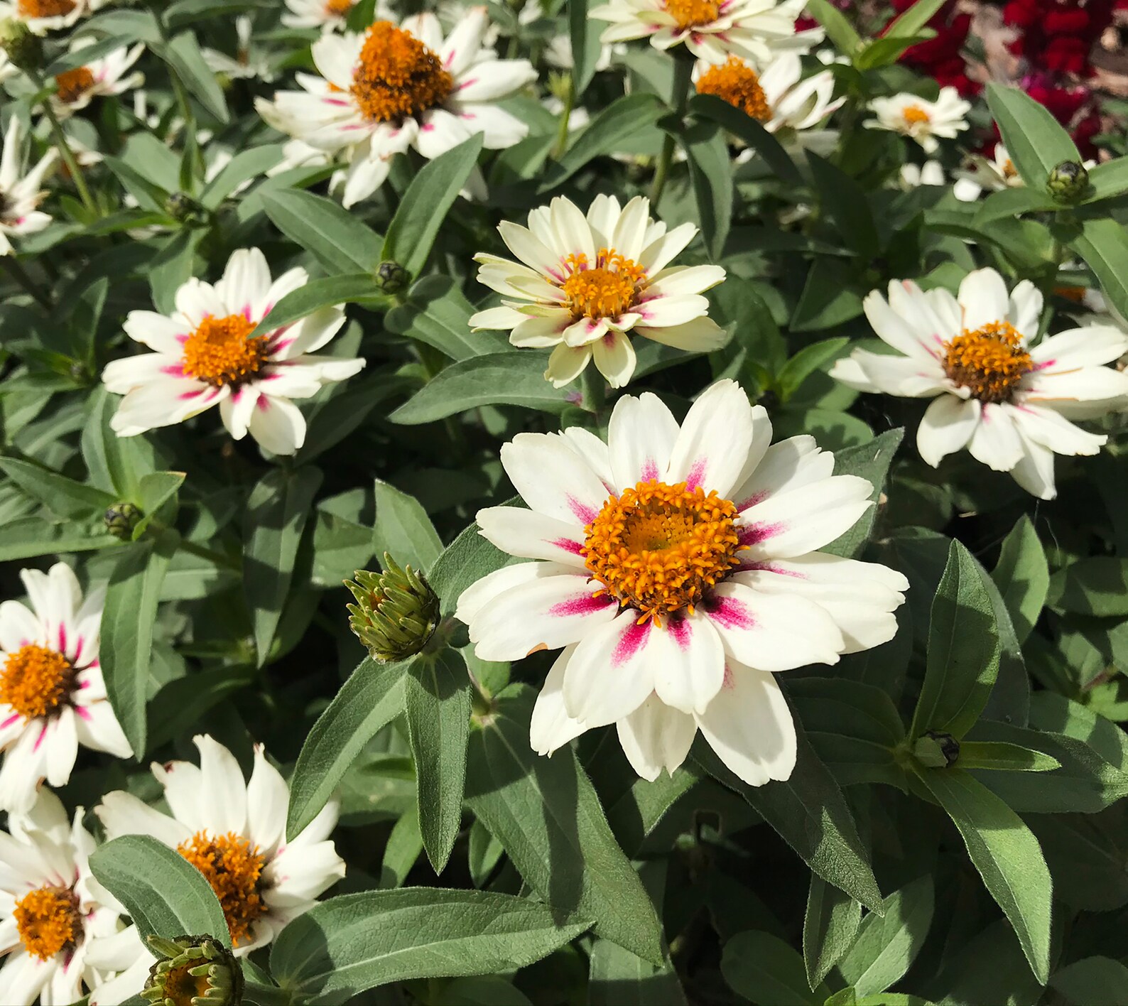 50 Graines de Zinnia Blanc Profusion Couleur Blanche Etsy France
