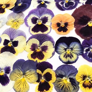 25/50/100 Pcs Large Pressed Mixed Pansies 1-1/4" -3" - Food-Safe Flowers, Cake Decorating, Resin Crafts, Birthdays, Special Events -DF21L image 4
