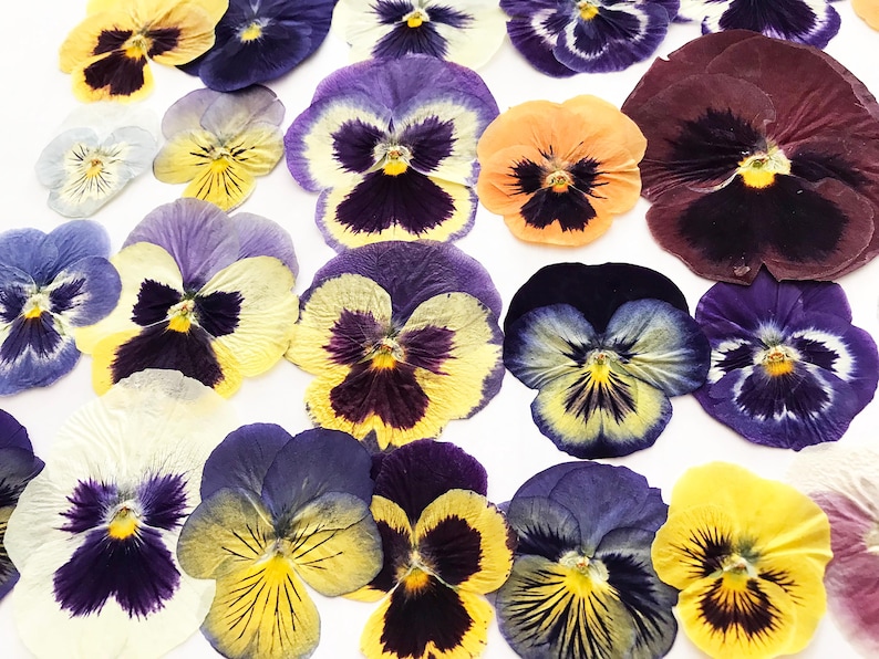 25/50/100 Pcs Large Pressed Mixed Pansies 1-1/4" -3" - Food-Safe Flowers, Cake Decorating, Resin Crafts, Birthdays, Special Events -DF21L image 4