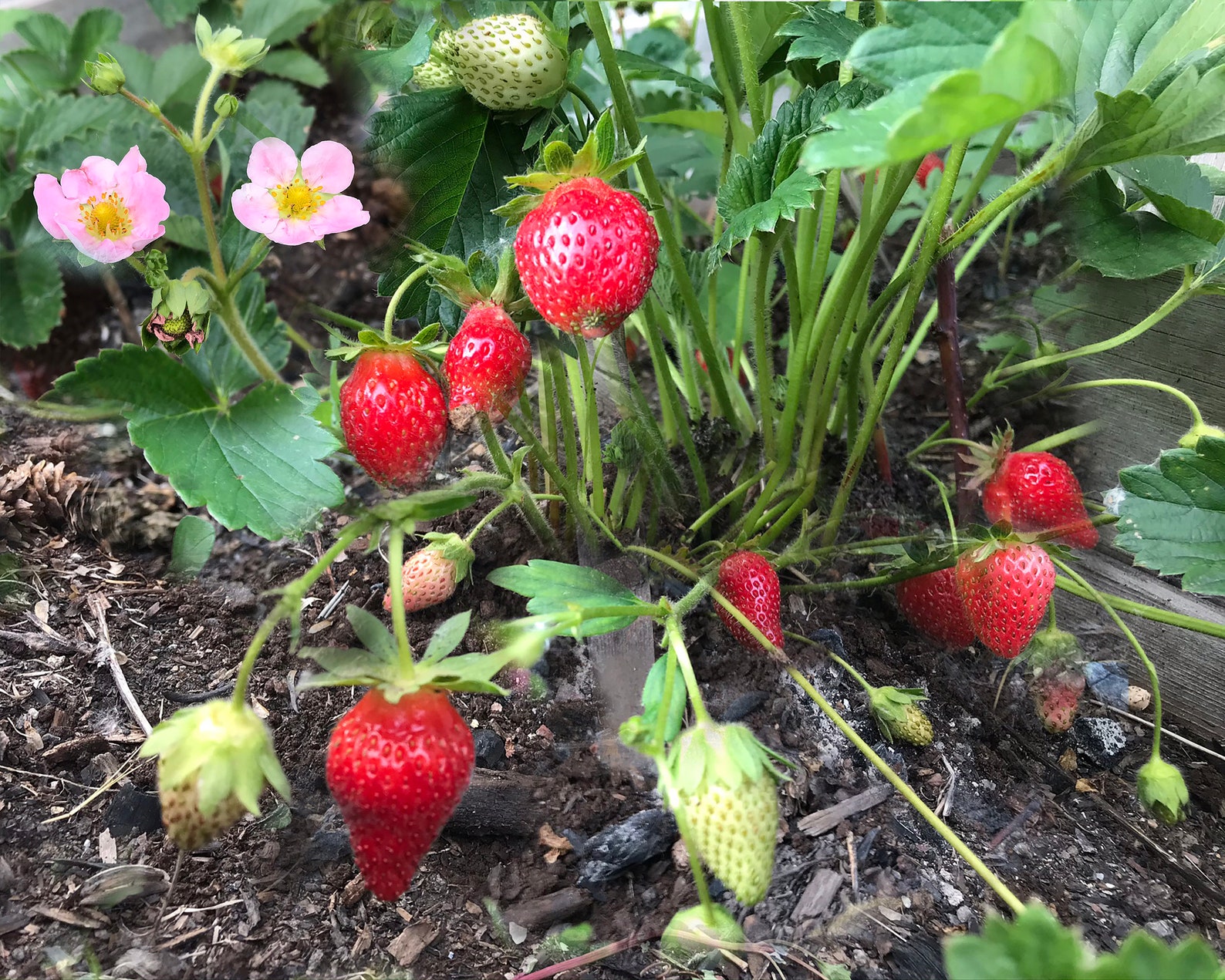 60 Hot Pink Berri Basket Strawberry Seeds Perennials Berri Etsy Canada