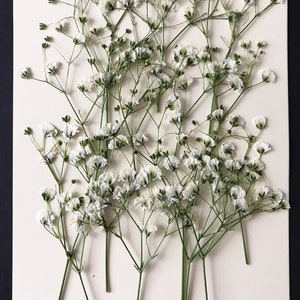 20/50 Pcs Dried Pressed White Baby's Breath Flowers for Crafts DIY Material for your Creatives DF014 image 3