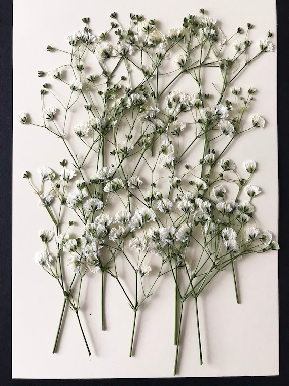20/50 Pcs Dried Pressed White Baby's Breath Flowers for Crafts