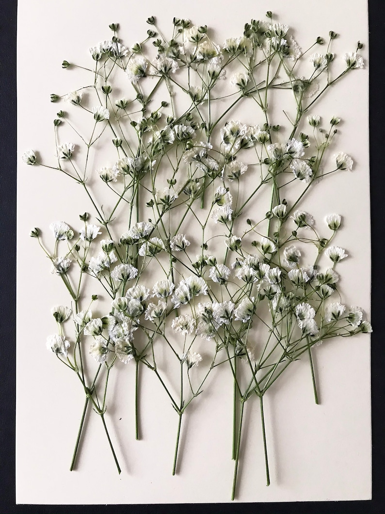 20/50 Pcs Dried Pressed White Baby's Breath Flowers for Crafts DIY Material for your Creatives DF014 image 3