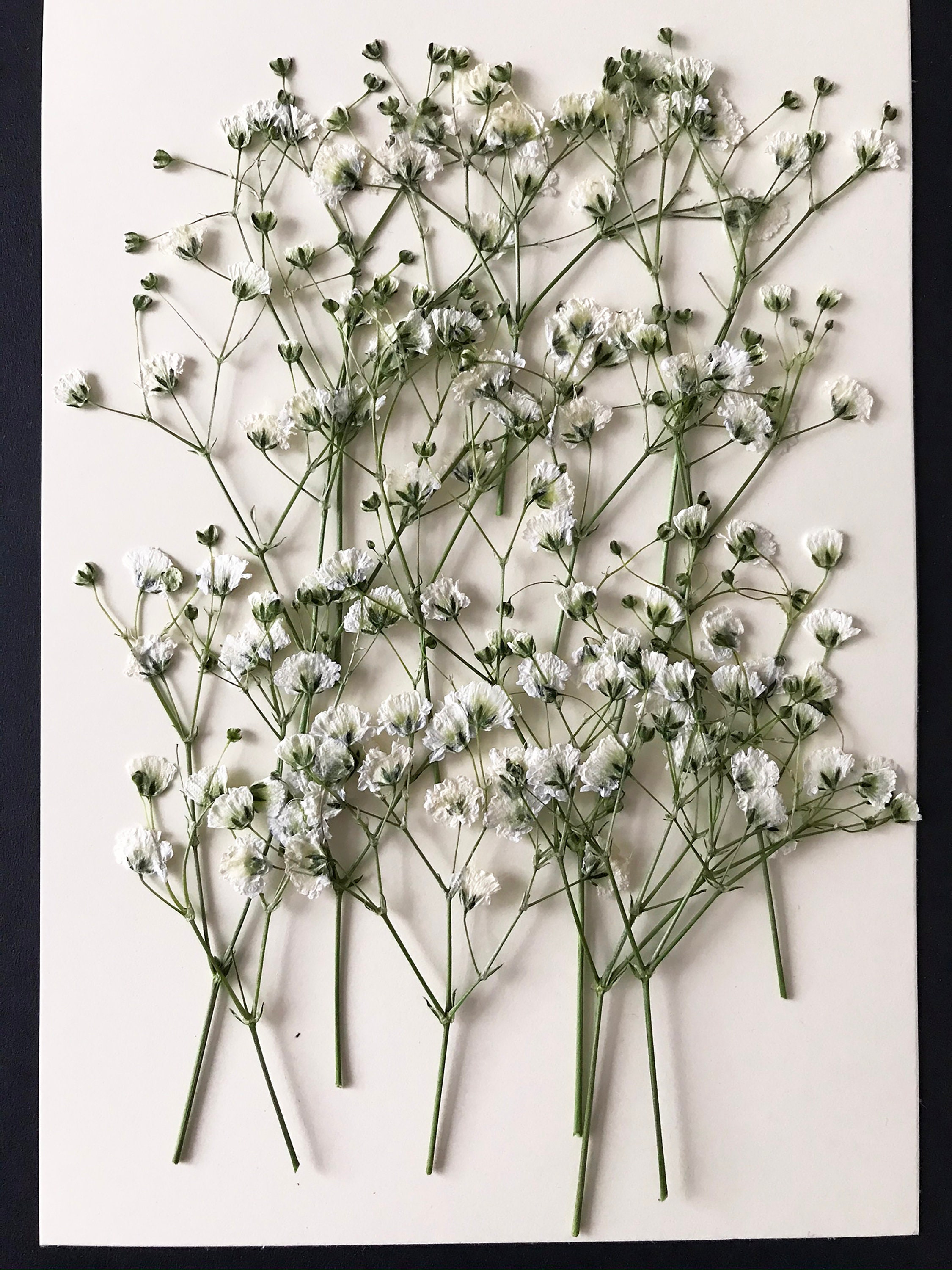 16 Pcs White Baby'S Breath Real Natural Dried Pressed Flowers for
