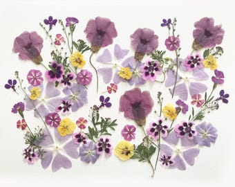 May include: A collection of pressed flowers in shades of purple, yellow, and pink, arranged on a white background. The arrangement includes petunias, pansies, and other delicate blooms, showcasing their intricate details and natural beauty.