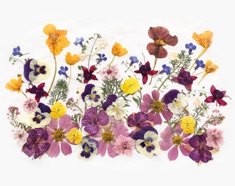 50+ Mixed Pressed Flowers - Edible Flowers  for Cake Decorations,  Crafts, Flower Arts - DF 050-3A