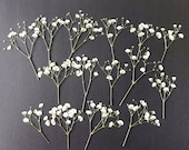 20/50 Pcs Dried Pressed White Baby's Breath Flowers for