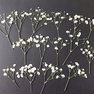 20/50 unidades de flores secas prensadas de mosquitinho branco para artesanato - material faça você mesmo para seus criativos - DF014