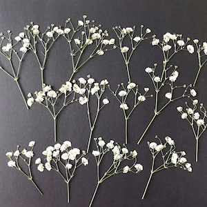 20/50 Pcs Dried Pressed White Baby's Breath Flowers for Crafts DIY Material for your Creatives DF014 image 1