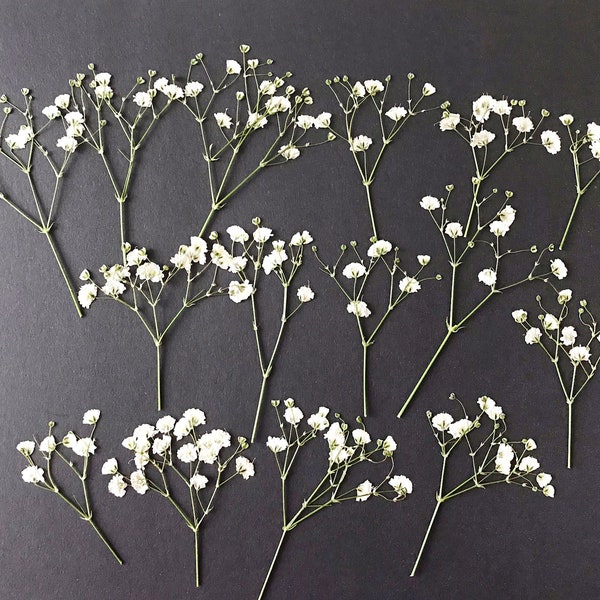 20/50 Pcs Dried Pressed White Baby's Breath Flowers for Crafts - DIY Material for your Creatives - DF014