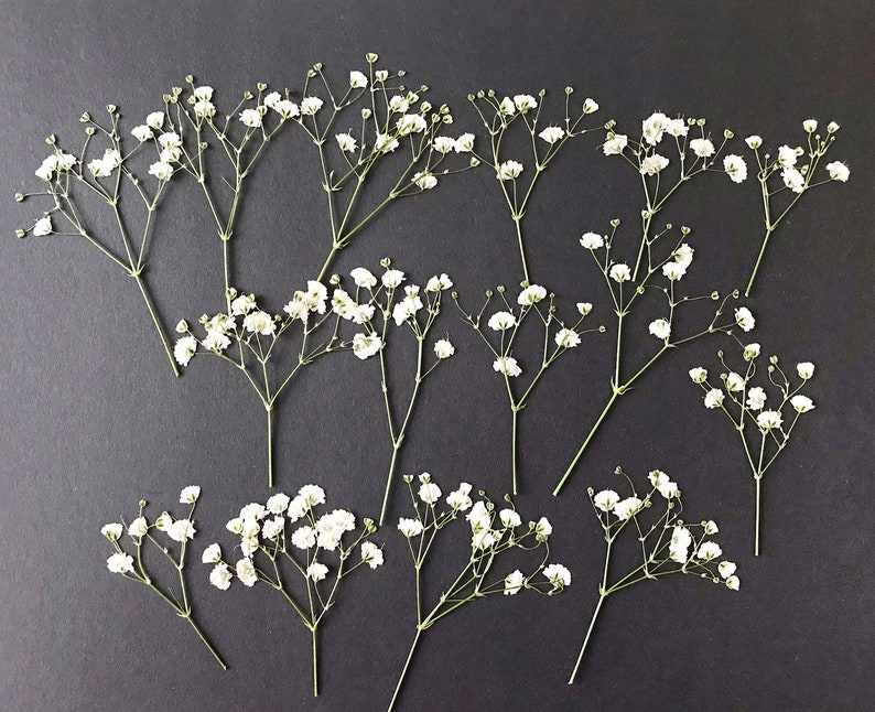 20/50 Pcs Dried Pressed White Baby's Breath Flowers for Crafts DIY Material for your Creatives DF014 image 1