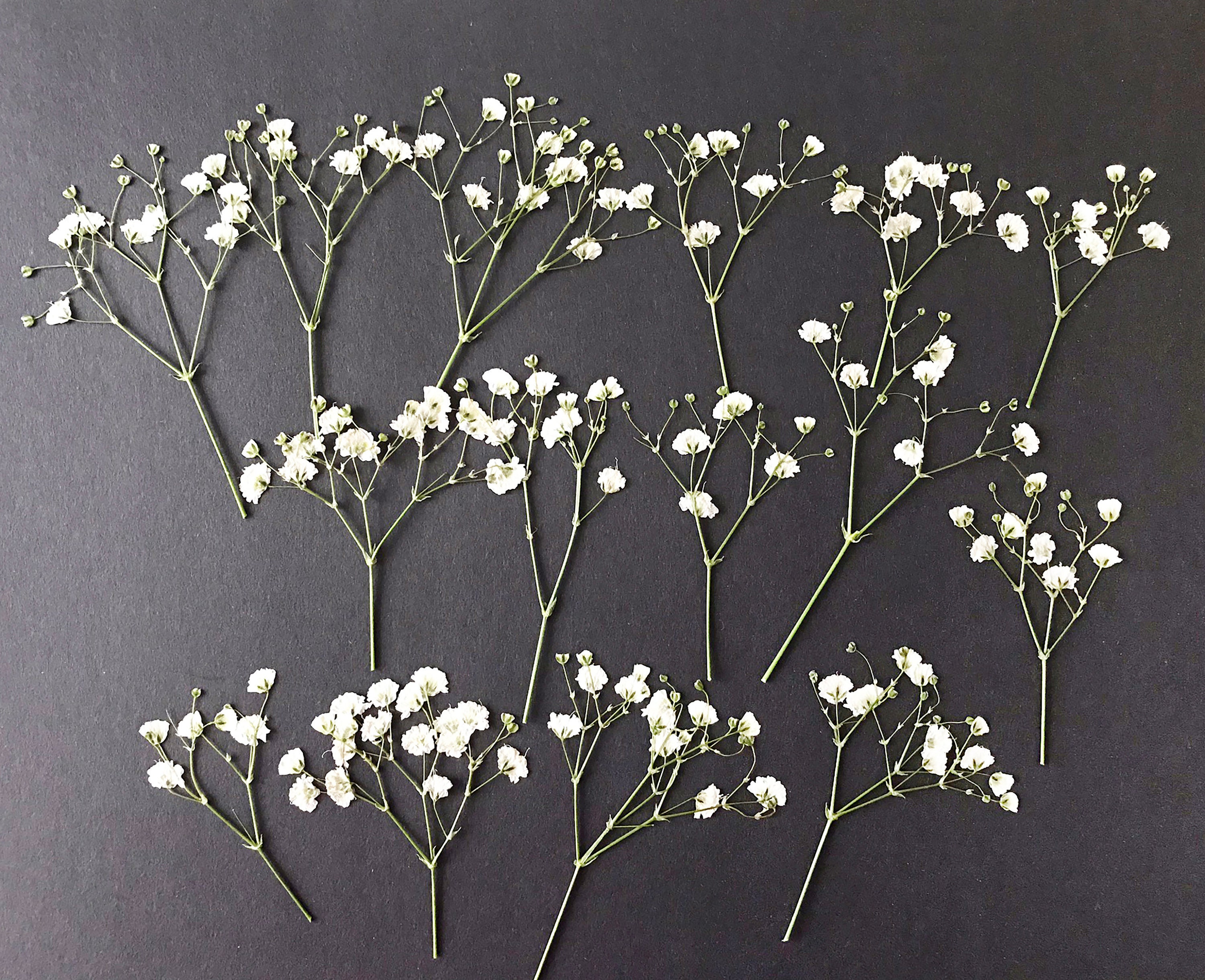Real Millions of Stars Pressed Dried Flowers DIY Decorations White