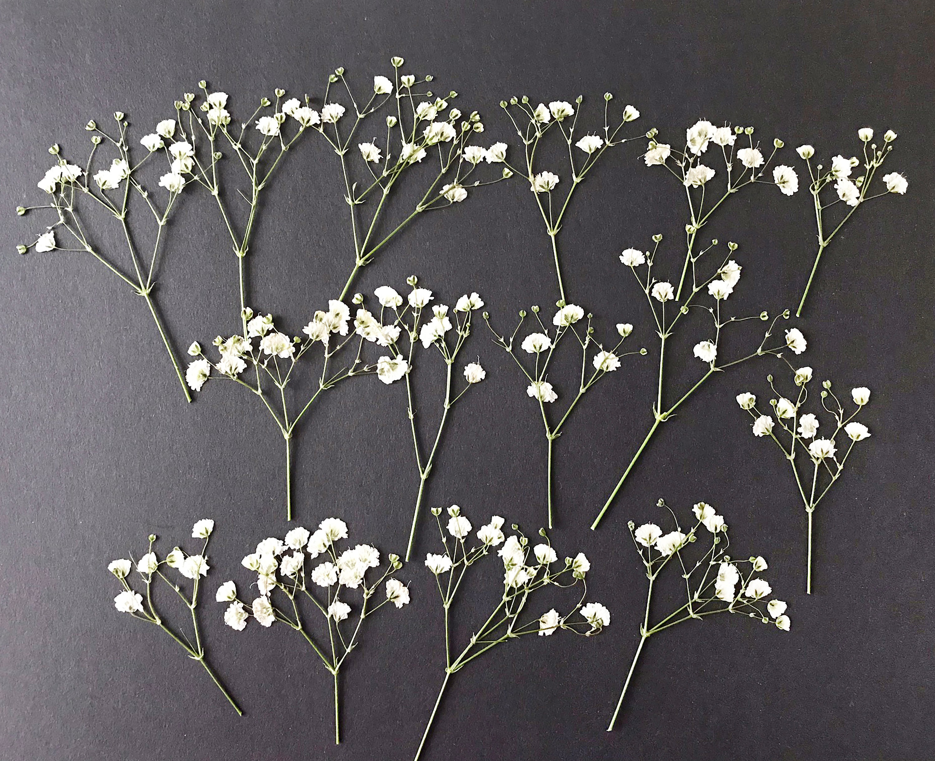 pantydropper × uncrowd Dry flower white 20/50 Pcs Dried Pressed White Baby's Breath Flowers for