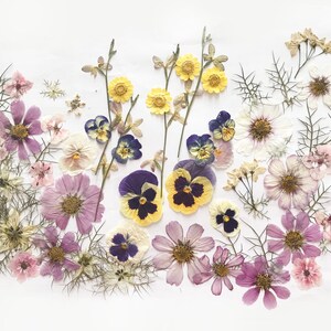 Plus de 50 fleurs mélangées pressées - Fleurs comestibles pour décorations de gâteaux, travaux manuels, arts floraux - DF 049-10