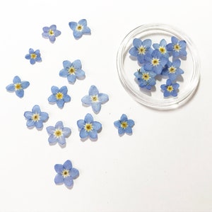 25 Pcs Pressed "forget me nots" Flowers  - Epoxy Resin, Jewelry, Nail Arts - Cookie decorating - Light Blue - DF22-1