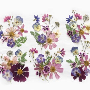Plus de 50 fleurs mélangées pressées - Fleurs comestibles pour décorations de gâteaux, travaux manuels, arts floraux - DF 047-1