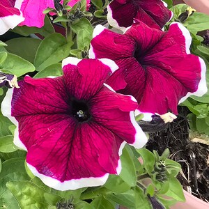 Trailing Habit Dense Mass of Blooms 10 seeds Caribou Seed Company: TIDAL WAVE 'PURPLE' Petunia Seeds Fresh Seed Trailing Habit Dense Mass of Blooms 10 seeds Caribou Seed Company: TIDAL WAVE 'PURPLE' Petunia Seeds Fresh Seed