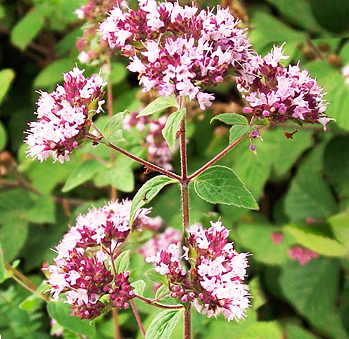 Wild Marjoram Plant Seeds Oregano Flowering Plant 100 Etsy