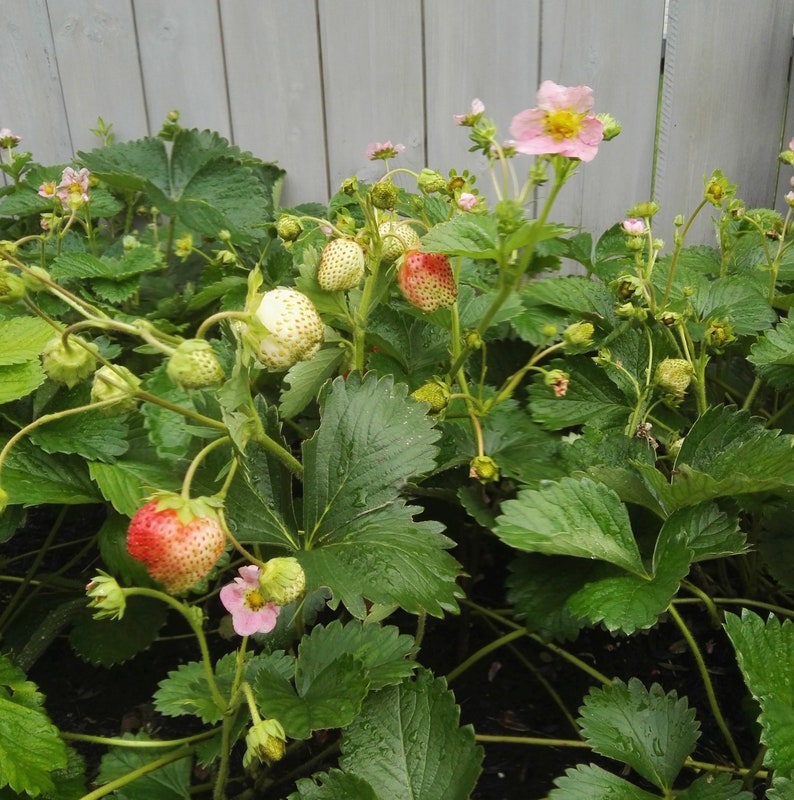 60 Hot Pink Berri Basket Strawberry Seeds Perennials Berri Etsy Canada