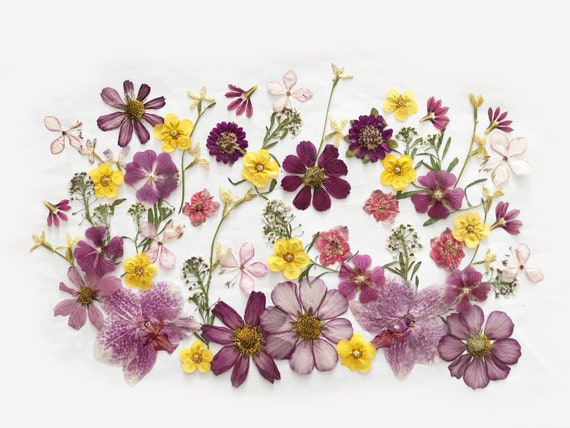 EDIBLE FLOWERS for FOOD Beautiful Blossoms for Addition to -  Finland