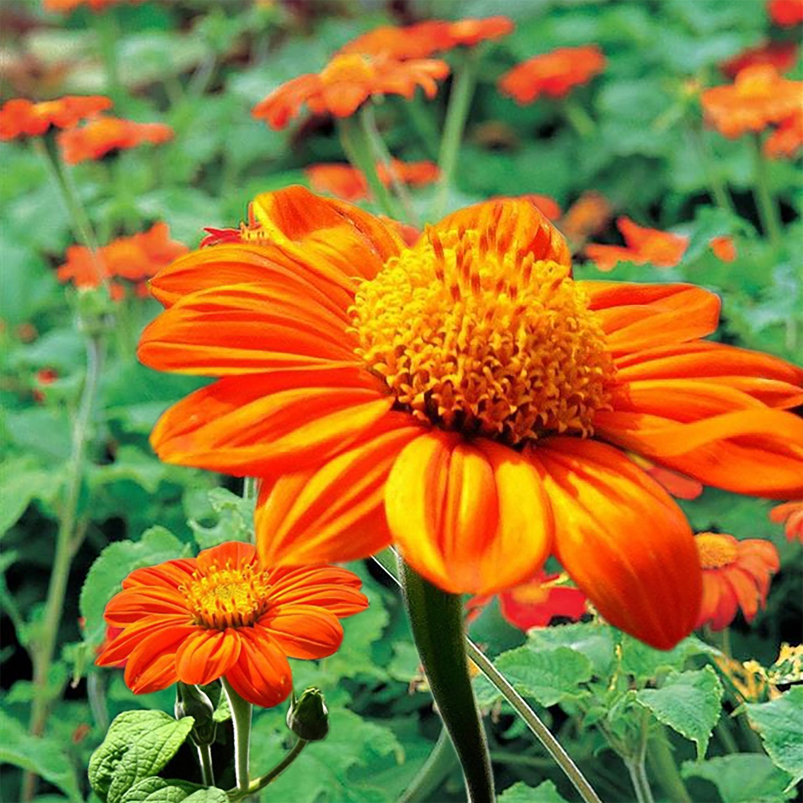 Mexican Sunflower Tithonia Rotundifolia Red Sunflower 50 | Etsy