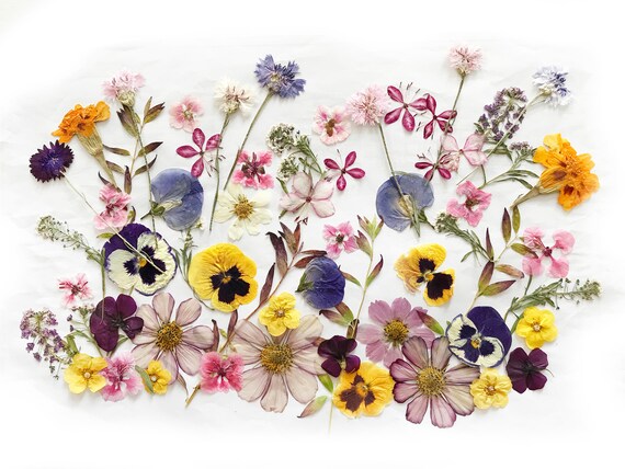 50 Mixed Pressed Flowers Edible Flowers for Cake Decorations