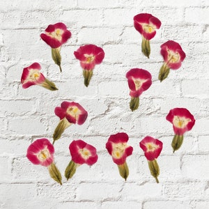 12 fleurs Torenia Wishbone pressées - pour la fabrication de cartes, les albums de scrapbooking, les travaux manuels, l'art floral - DF 32-10