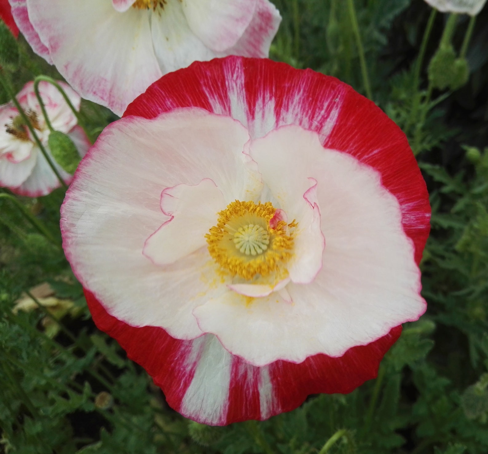 Color Mixed Corn Poppy Flower Seeds SemiDouble & Double Etsy