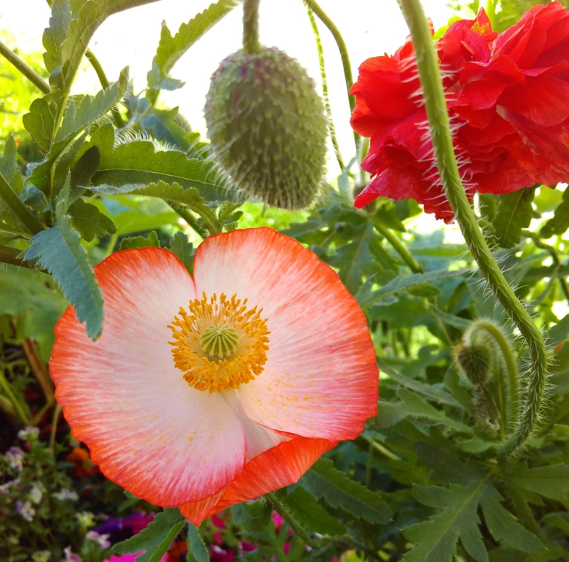 Color Mixed Corn Poppy Flower Seeds SemiDouble & Double Etsy