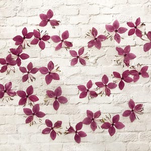 20 fleurs Belleza rose foncé pressées (1") pour résine, art floral pressé - Matériel de bricolage pour vos créations - DF 104