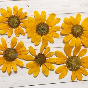 6 Pcs Dried Pressed Sunflower - Dia 2&quot; - 2 1/2&quot;  - DIY Material for your Creatives - DF32-3
