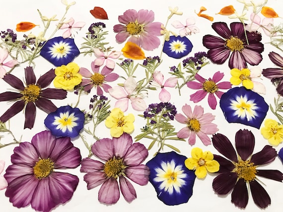 50 Mixed Pressed Flowers Edible Flowers for Cake Decorations, Crafts,  Flower Arts DF 047-6 
