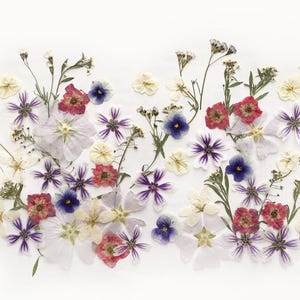 Plus de 50 fleurs mélangées pressées - Fleurs comestibles pour décorations de gâteaux, travaux manuels, arts floraux - DF60-14