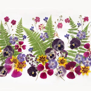 Plus de 50 fleurs mélangées pressées - Fleurs comestibles pour décorations de gâteaux, travaux manuels, arts floraux - DF 048-9