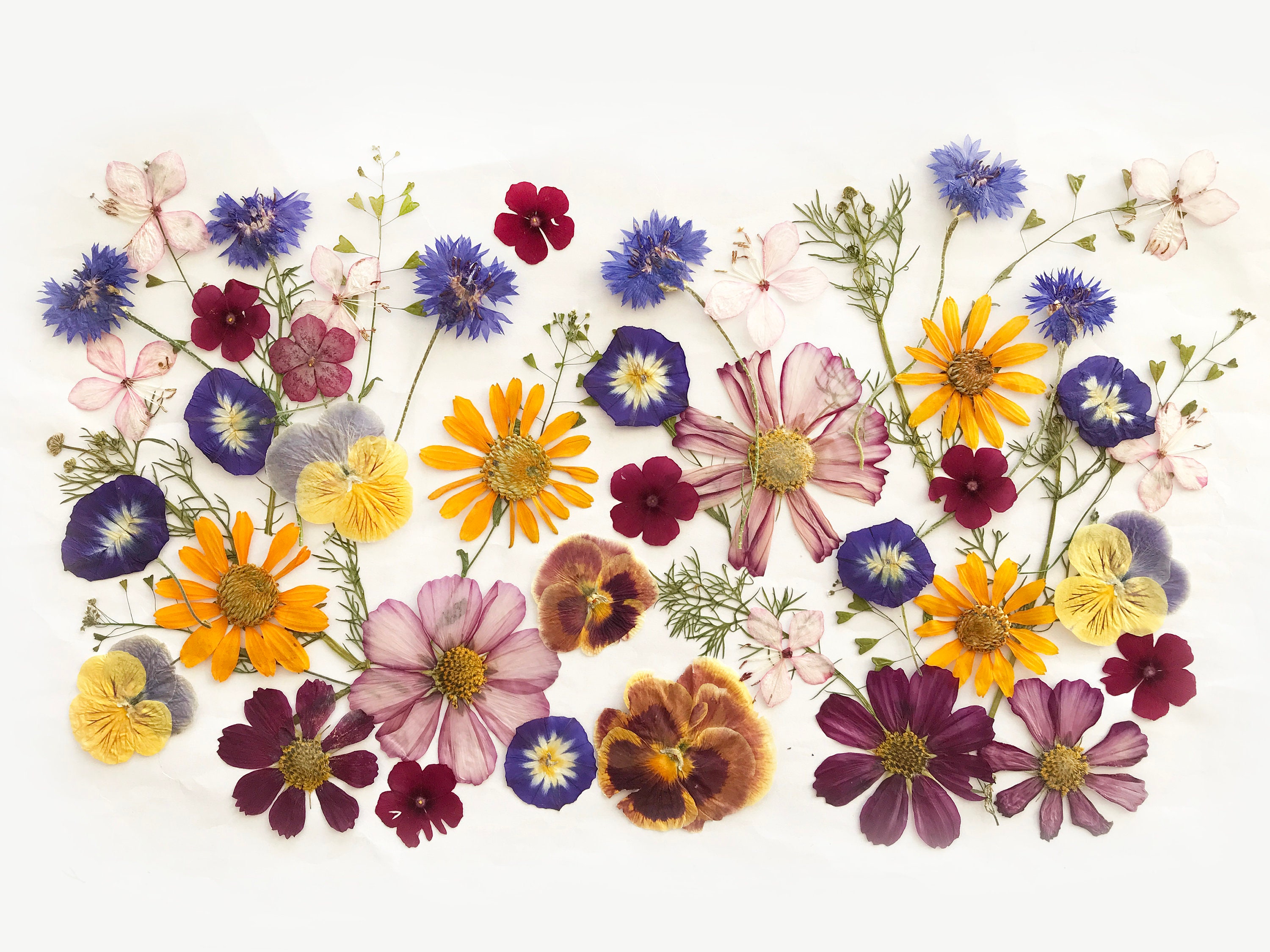 50 Mixed Pressed Flowers Edible Flowers for Cake Decorations, Crafts,  Flower Arts DF 047-6 
