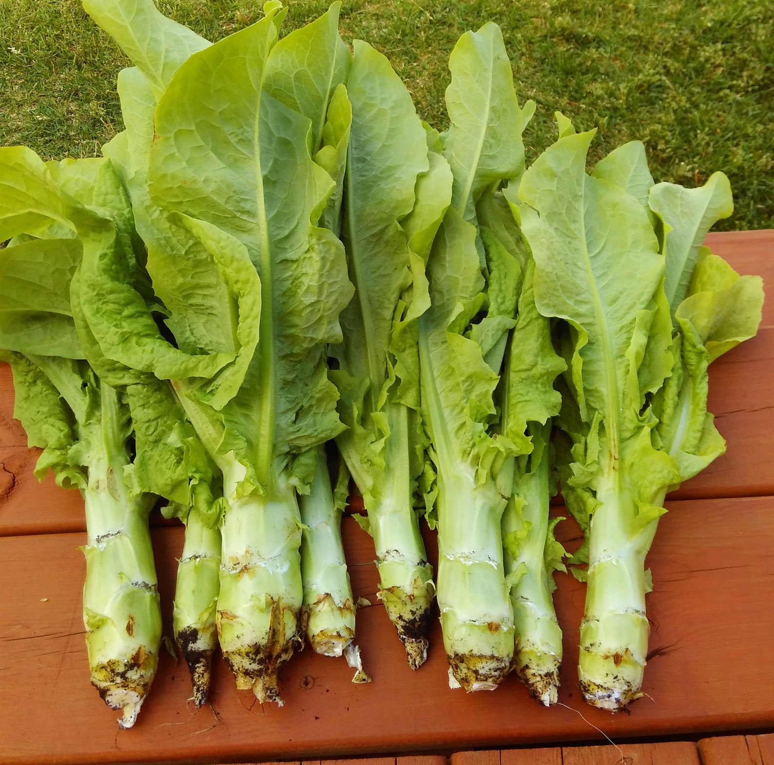 50 Organic Celtuce Seeds celtuce Lettuce stem Lettuce Etsy