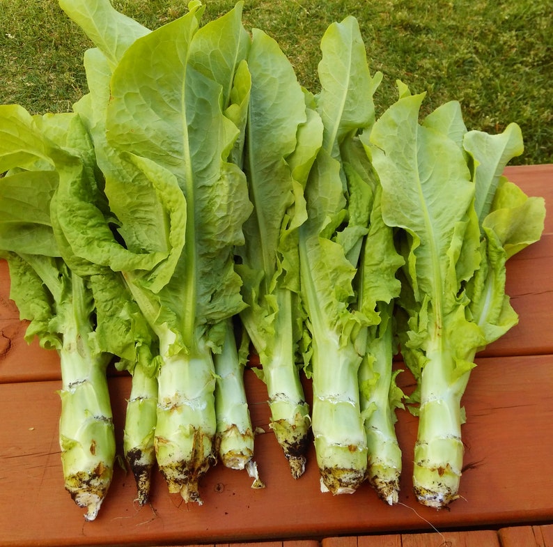 50 Organic Celtuce Seeds Celtuce Lettuce Stem Lettuce Etsy