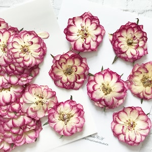 10 fleurs de Rosa Chinensis pressées - Dia 1,5"-2" - Résine époxy, fabrication de cartes, arts floraux pressés - Matériel de bricolage pour travaux manuels - DF004-1