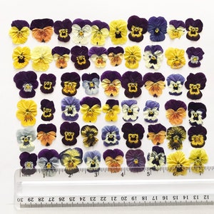 May include: A collection of 36 pressed pansies in various shades of purple, yellow, and white. The pansies are arranged in rows on a white surface with a ruler for scale.