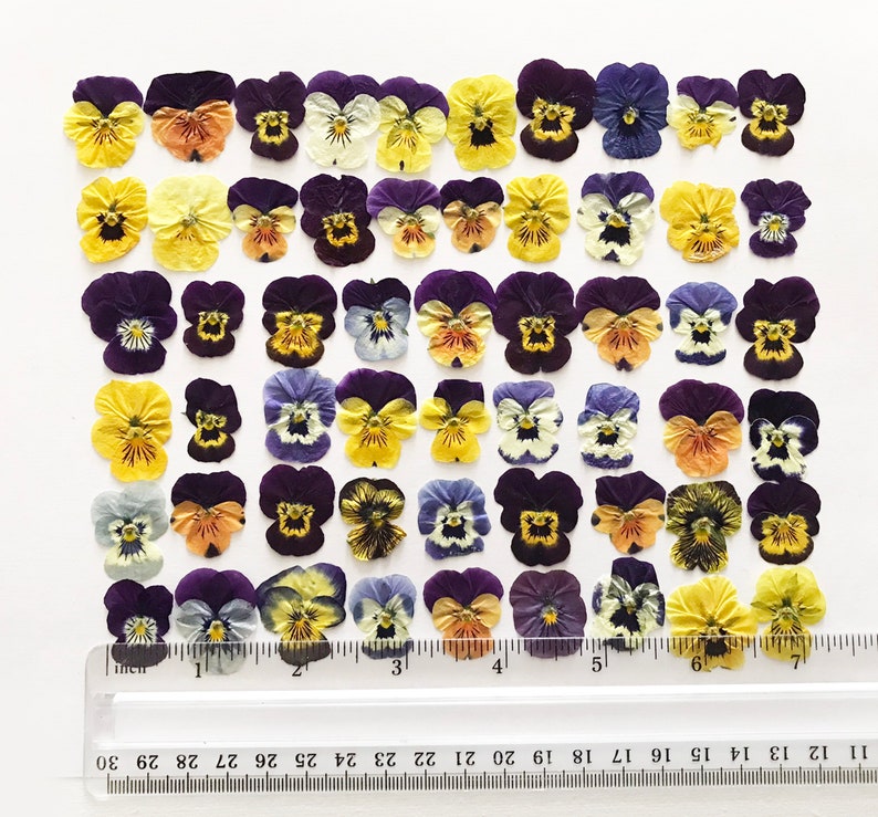 May include: A collection of 36 pressed pansies in various shades of purple, yellow, and white. The pansies are arranged in rows on a white surface with a ruler for scale.