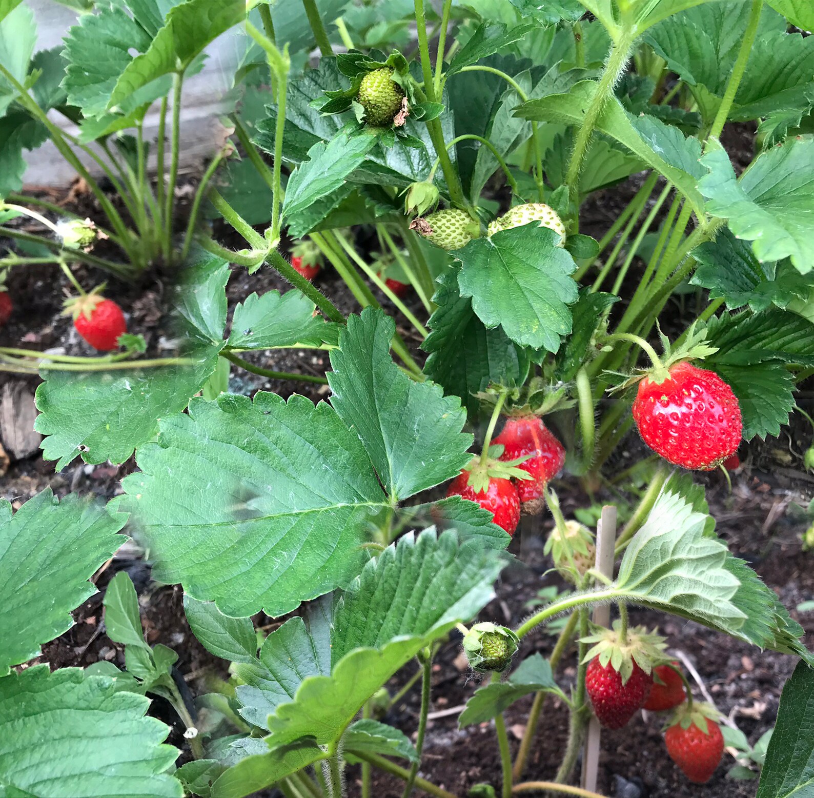 60 Hot Pink Berri Basket Strawberry Seeds Perennials Berri Etsy Canada