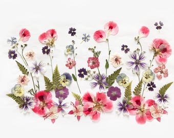 May include: A collection of pressed dried flowers and green fern leaves arranged in a scattered pattern. The assortment includes pink, purple, white, and yellow blossoms of various shapes and sizes, featuring delicate petals and thin stems.